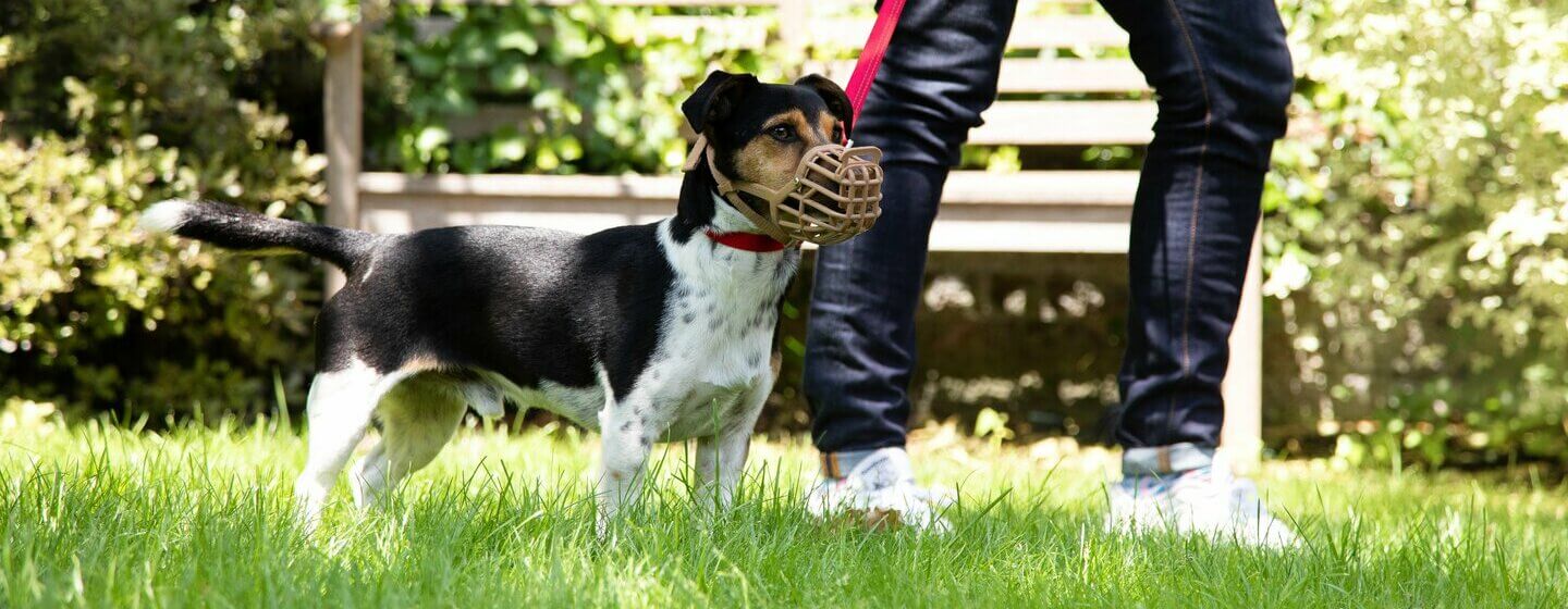 Dog aggressive towards hot sale strangers at home